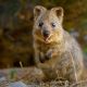 Quokka Net